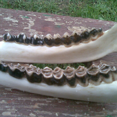 jelen 4-5r