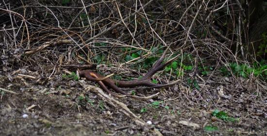 Môj prvý 12-torák