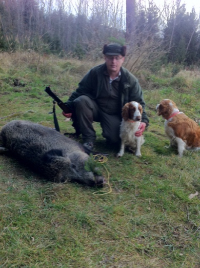 Welsh Springer Spaniel