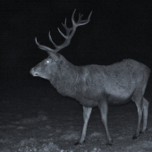 Nie tak starý jeleň ako parťák.....