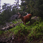 Tatranský lykáč...