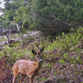 Horský mlaďas...
