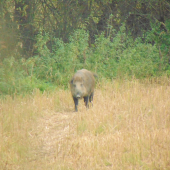 Konečne i cez deň vyšiel