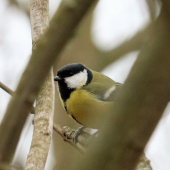 Sýkorka veľká - Parus major