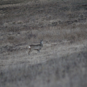 nič lepšie sa zatiaľ nezadarilo