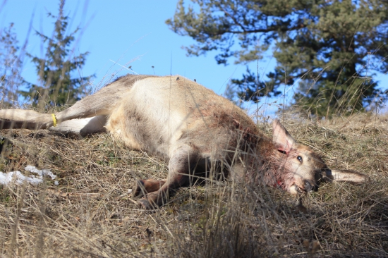 jozefové jelenča