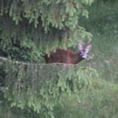 neukázal sa poriadne neviem určiť  vek :(