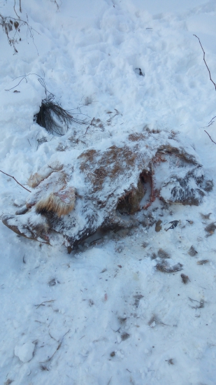 Veľa z neho neostalo