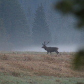 nekrič už idem preč
