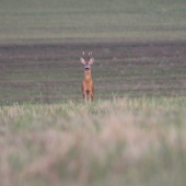 koľko typujete vek ?