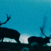 Čas jeleňej lásky