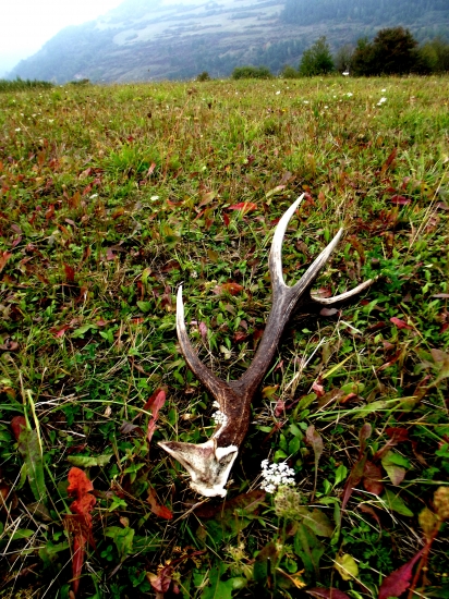 Suvenír z ruje (1. Jelení)