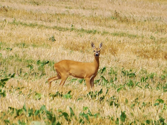 Privabená