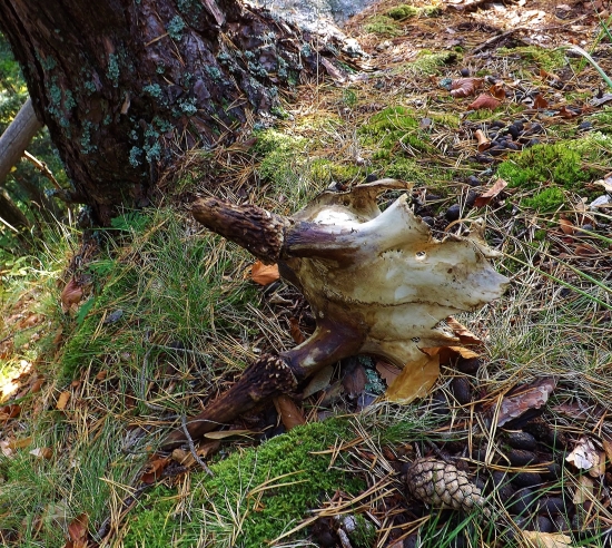 Keď som kráčal za rujnym