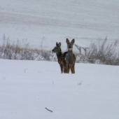 V hustom snežení,na repke