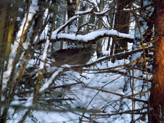 Hra na skryvačku :)