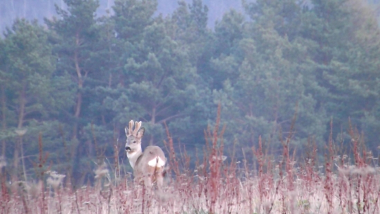 Aky vek mu odhadujete?