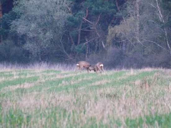 Srnčekovia krátia čas :)
