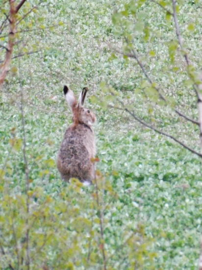 Posedový veľkonočný