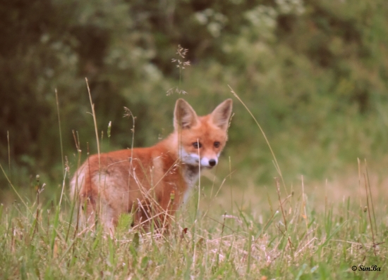 Čo je malé to je milé