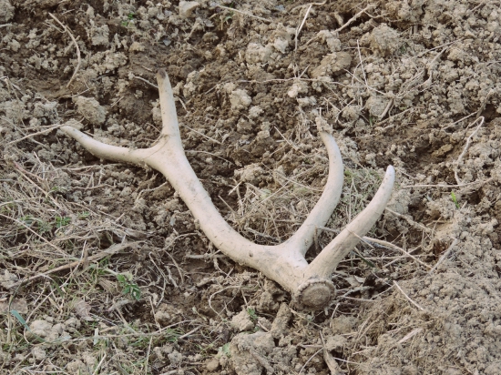 Z nočnej do lesa, oplatilo sa