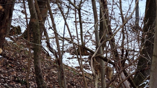 Vlk Dravý ( Canis lupus )
