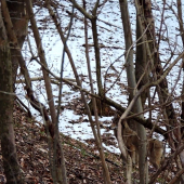 Vlk Dravý ( Canis lupus )