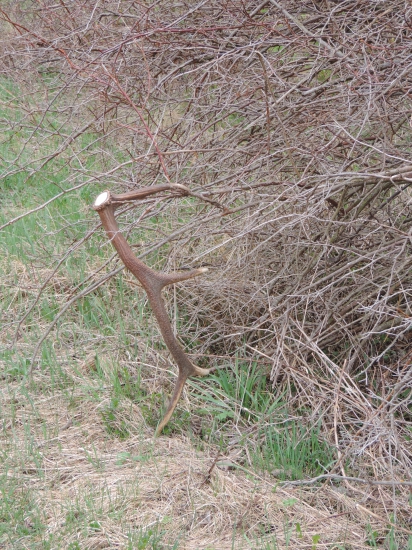 Čerstvý 8 toráčik