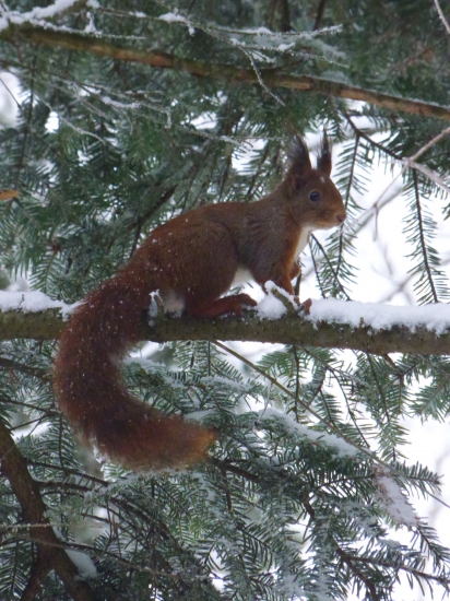 Veverica stromová už ma zbadala