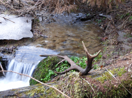 Pri potoku zhodik leží, šťastný SimBa si poň beží