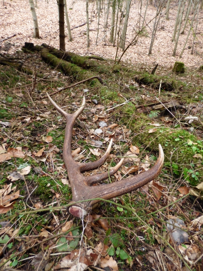 Skoro som prehliadol, keď som ho uvidel skoro som odpadol