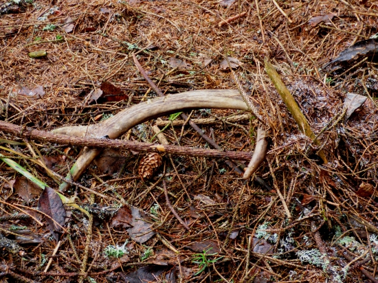 Pod ihličnatou perinou :)