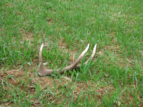 Po-narodeninový 6-toračik