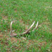 Po-narodeninový 6-toračik