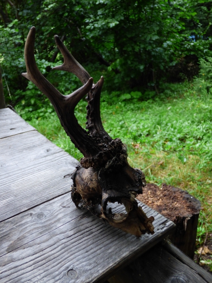 Snúbenica mala šťastie na hubách