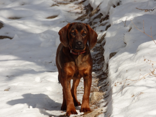 Tatranský durič Don