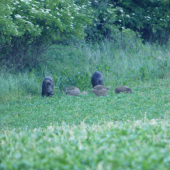 večerná paša a 10 prašat