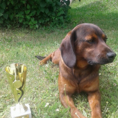 Don - Víťaz súťaže Najkrajší pes Šariša