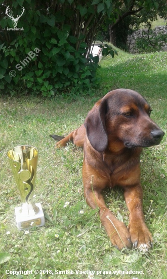 Don - Víťaz súťaže Najkrajší pes Šariša