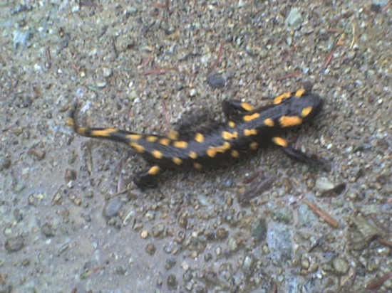 SALAMANDRA