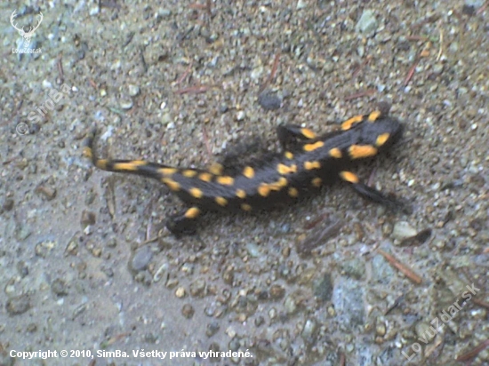 SALAMANDRA