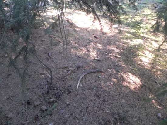 špicer zaujimavy pohlad