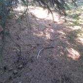 špicer zaujimavy pohlad