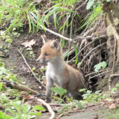 Blizsie sa uz asi  nedalo