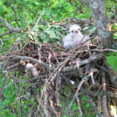 Na hostovani u cenciho