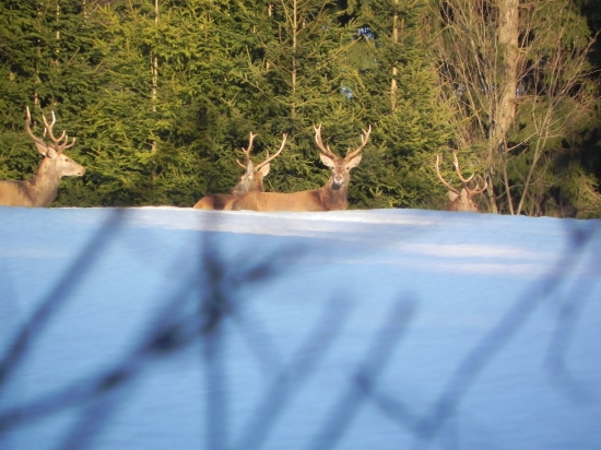 Mladenci ich este nosia