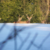 Mladenci ich este nosia