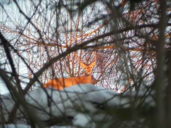 Na slnečných lučoch