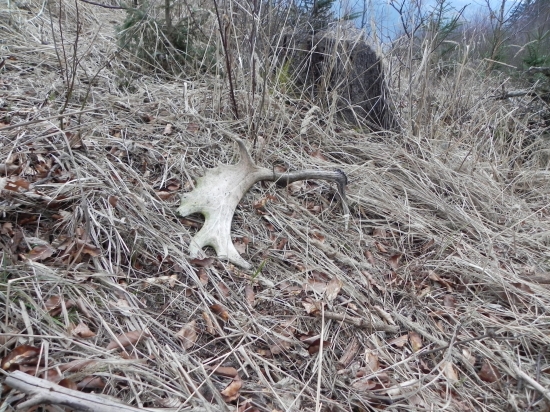 Po dlhom case sa zadarilo