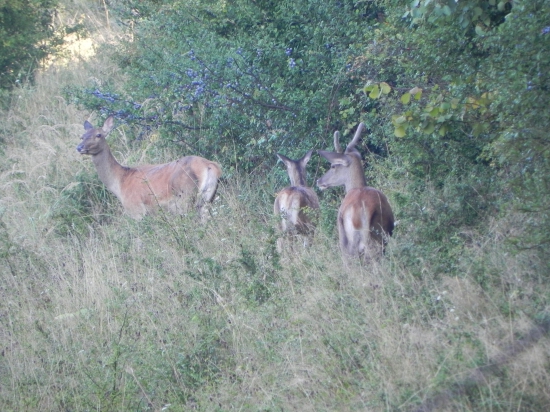 vysoka